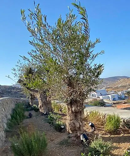 Gasthof Villaggio Mykonos Kalo Livadi