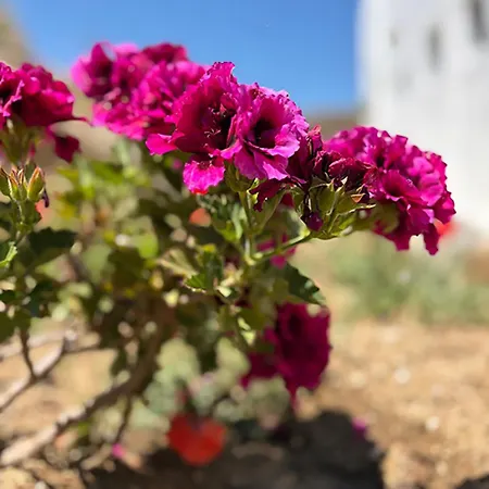 Charma Mykonos 3* Playa Kalo Livadi